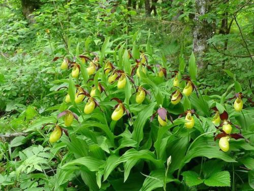 Редкие растения и грибы из Красной книги Пермского края — список, характеристика и фото