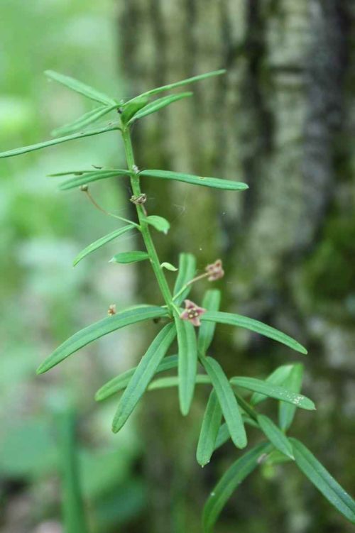 Редкие растения из Красной книги Ставропольского края — список, характеристика и фото