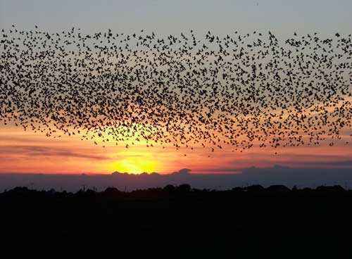 ТОП 14 удивительных явлений природы - характеристика и фото
