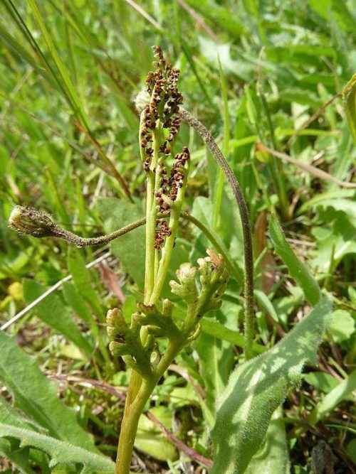 Редкие растения и грибы из Красной книги Краснодарского края - список, характеристика и фото
