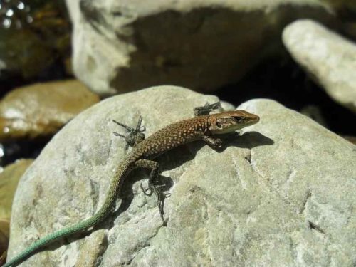 Редкие животные из Красной книги Ставропольского края  — список, характеристика и фото