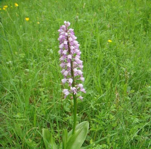 Редкие растения и грибы из Красной книги Пермского края — список, характеристика и фото