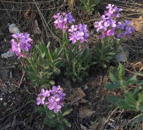 Редкие растения и грибы из Красной книги Пермского края — список, характеристика и фото