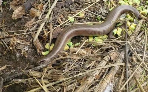 Редкие животные из Красной книги Ставропольского края  — список, характеристика и фото