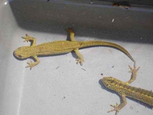 Редкие животные из Красной книги Краснодарского края - список, характеристика и фото