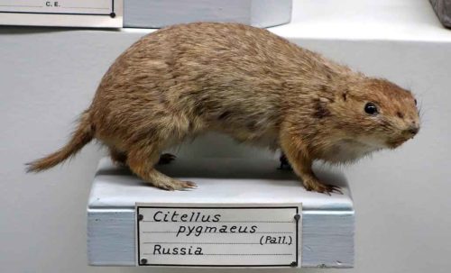 Редкие животные из Красной книги Ставропольского края  — список, характеристика и фото