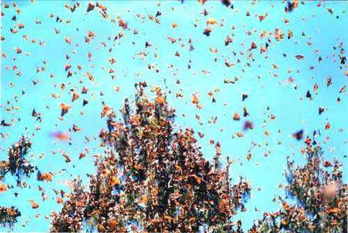 ТОП 14 удивительных явлений природы - характеристика и фото