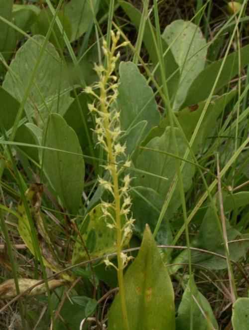 Редкие растения и грибы из Красной книги Пермского края — список, характеристика и фото