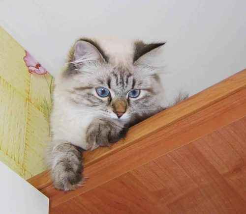 Русские породы кошек - список, характеристика и фото