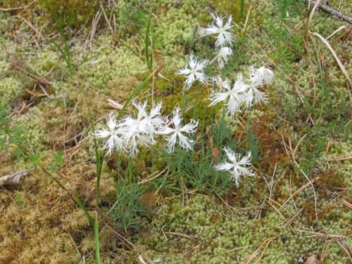 Редкие растения и грибы из Красной книги Пермского края — список, характеристика и фото