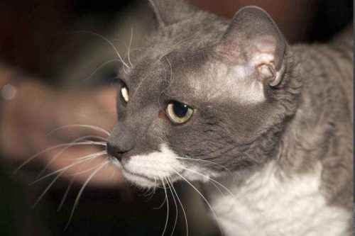 Русские породы кошек - список, характеристика и фото