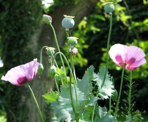 ТОП 14 удивительных загадок природы - характеристика и фото
