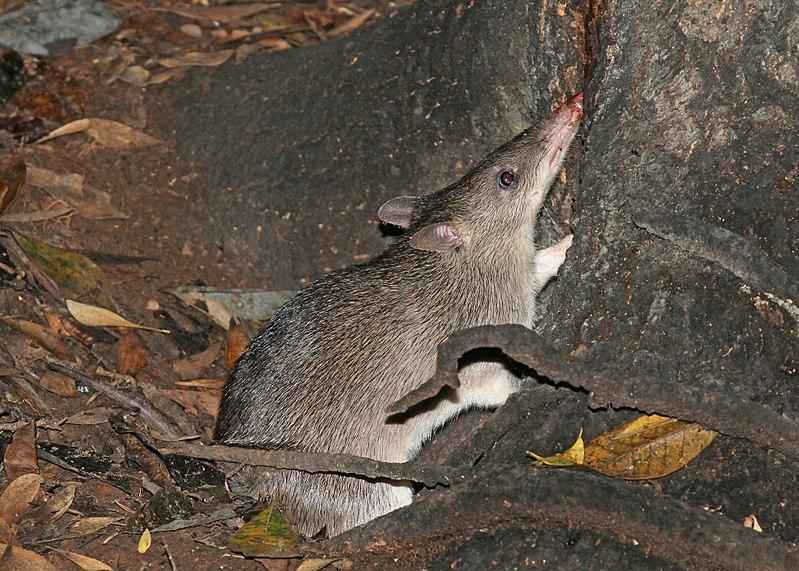 Бандикуты: краткое описание и фото