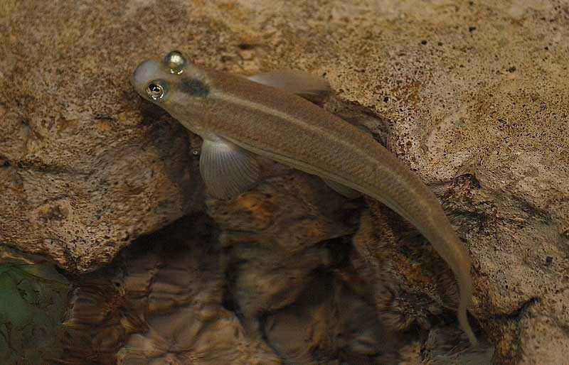 Четырёхглазки - самые необычные рыбы на планете