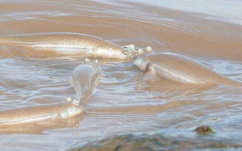 Четырёхглазки - самые необычные рыбы на планете