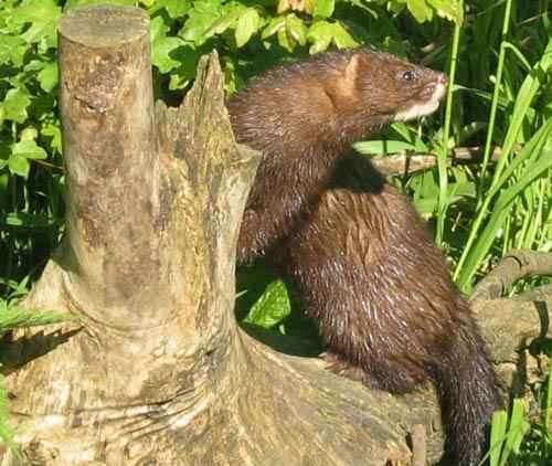 Редкие животные из Красной книги Ставропольского края  — список, характеристика и фото
