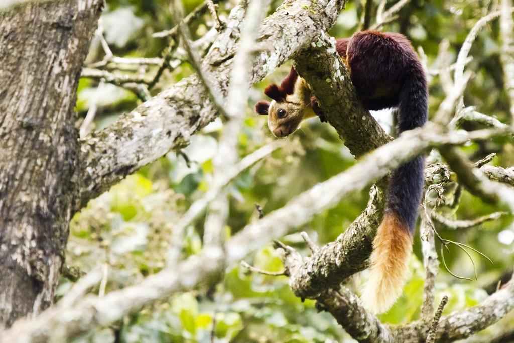 Знакомьтесь, красочная  индийская ратуфа - фото и краткое описание