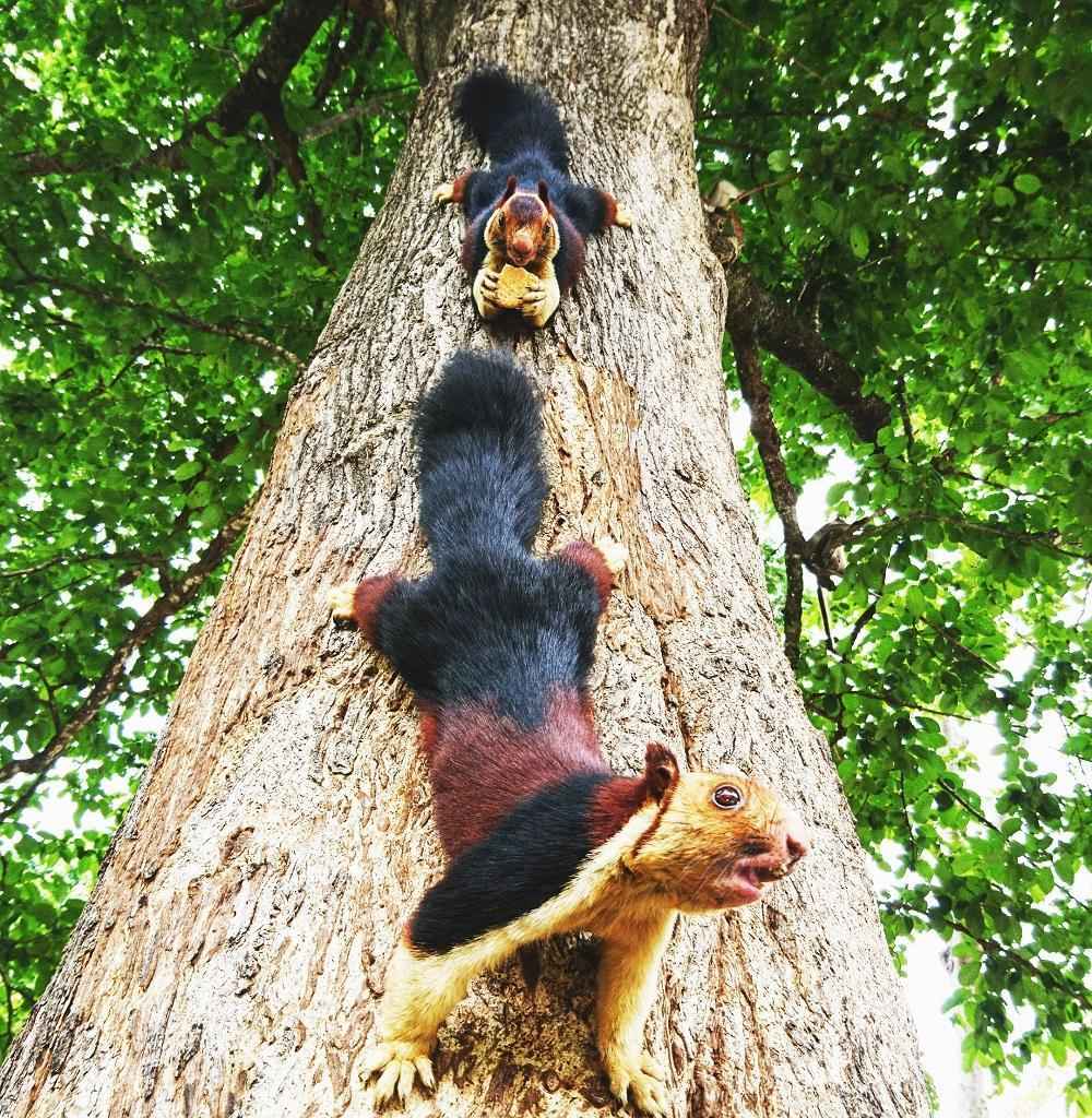 Знакомьтесь, красочная  индийская ратуфа - фото и краткое описание