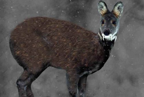 Редкие животные из Красной книги Алтайского края — список, характеристика и фото