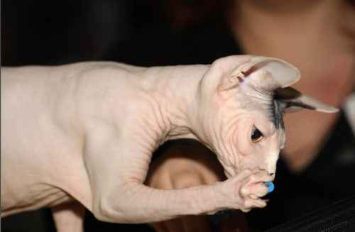 Какие породы кошек самые умные в мире? - Список, характеристика и фото