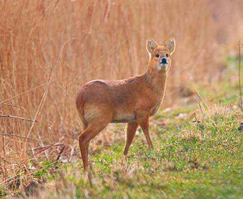 Водяной олень - основные факты и фото