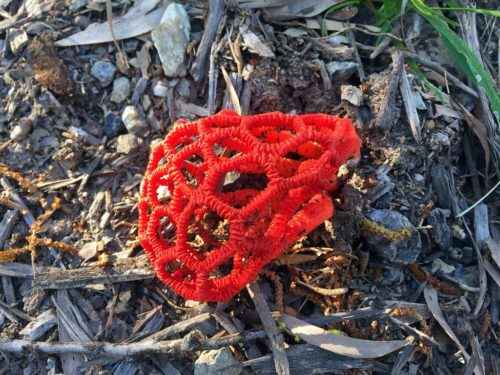 Редкие растения и грибы из Красной книги Краснодарского края - список, характеристика и фото