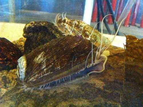 Класс гастроподы: описание, типы, особенности и фото брюхоногих моллюсков