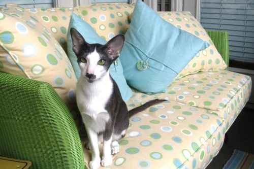 ТОП 10 самых популярных пород кошек - список, характеристика и фото