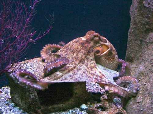 Класс цефалоподы: описание, типы, особенности и фото головоногих моллюсков