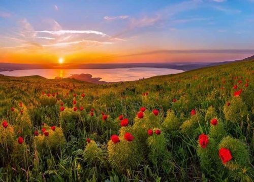 Редкие растения из Красной книги Ставропольского края — список, характеристика и фото