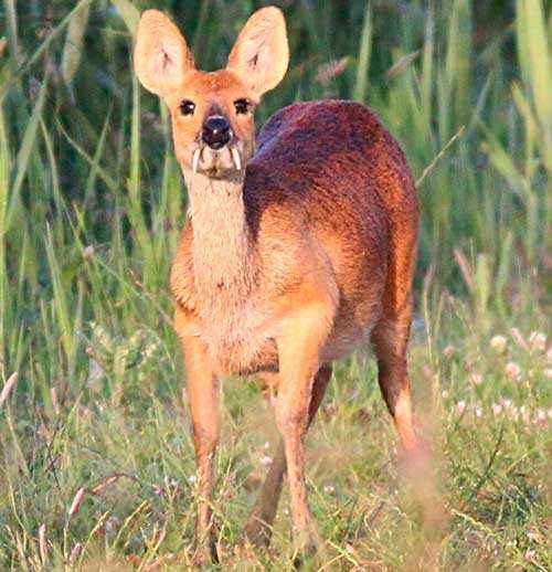 Водяной олень - основные факты и фото