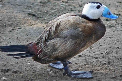 Редкие животные из Красной книги Алтайского края — список, характеристика и фото