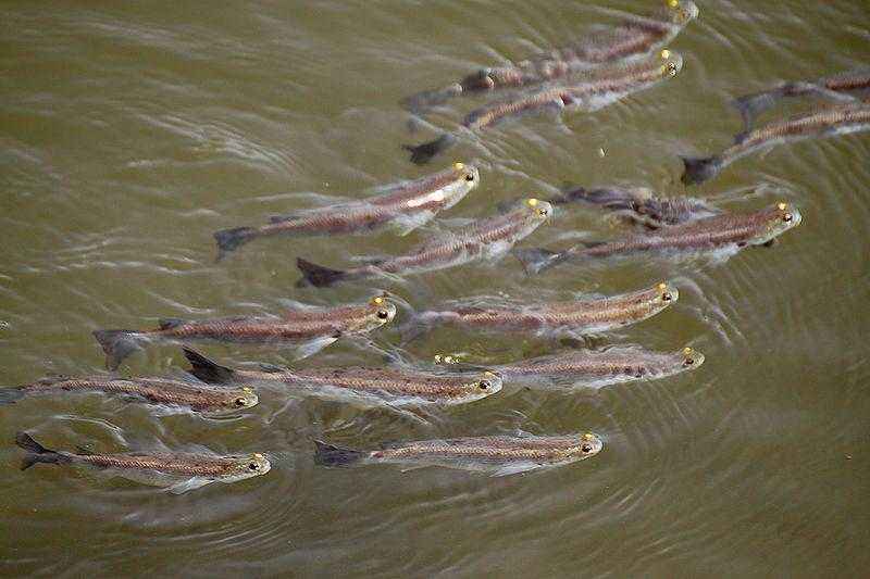 Четырёхглазки - самые необычные рыбы на планете
