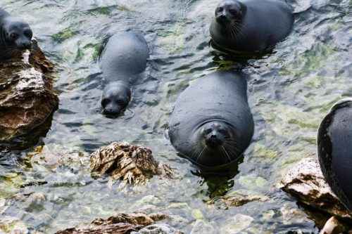 Животный мир Байкала — список, характеристика и фото