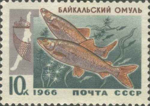 Какие рыбы обитают в озере Байкал?