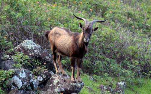Животный мир Кавказа - список, характеристика и фото