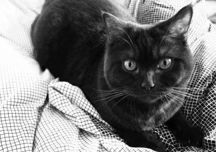 ТОП 11 пород кошек с чёрным окрасом — список, характеристика и фото