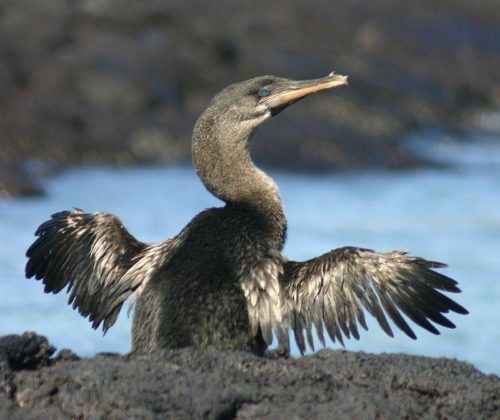Нелетающие и бескилевые птицы - примеры, характеристика и фото