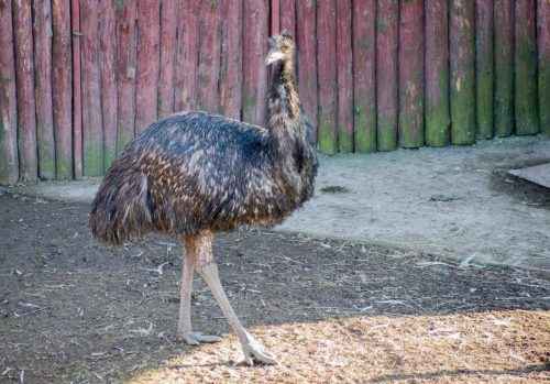 Нелетающие и бескилевые птицы - примеры, характеристика и фото