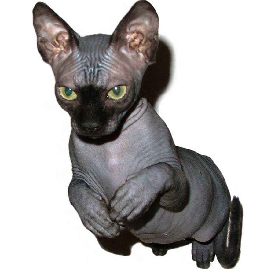 ТОП 11 пород кошек с чёрным окрасом — список, характеристика и фото