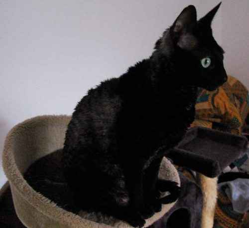 ТОП 8 пород кошек, не вызывающих аллергию у человека — список, характеристика и фото