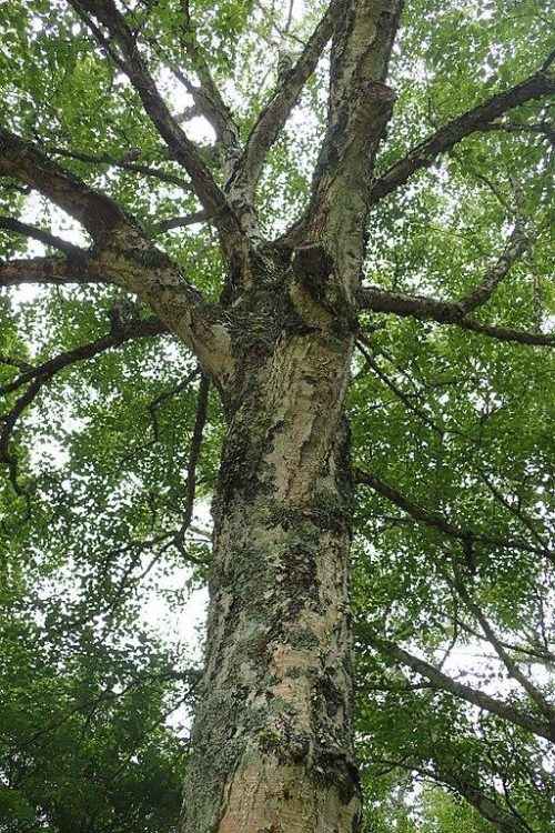 Растительный мир Дальнего Востока России — список, характеристика и фото