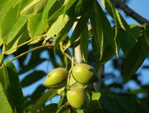 Растительный мир Дальнего Востока России — список, характеристика и фото