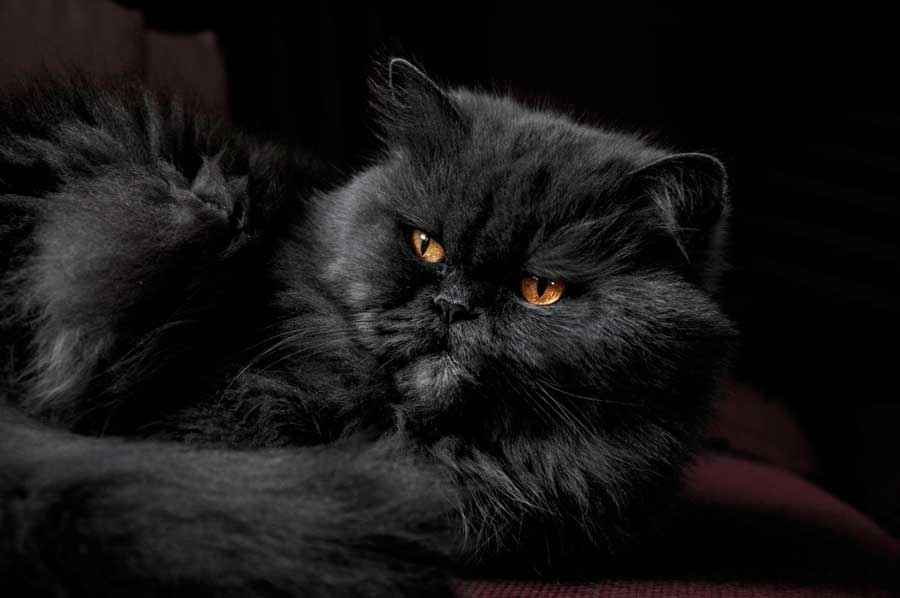 ТОП 11 пород кошек с чёрным окрасом — список, характеристика и фото
