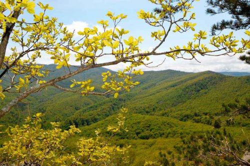 Какие крупные природные комплексы выделяют на территории России?