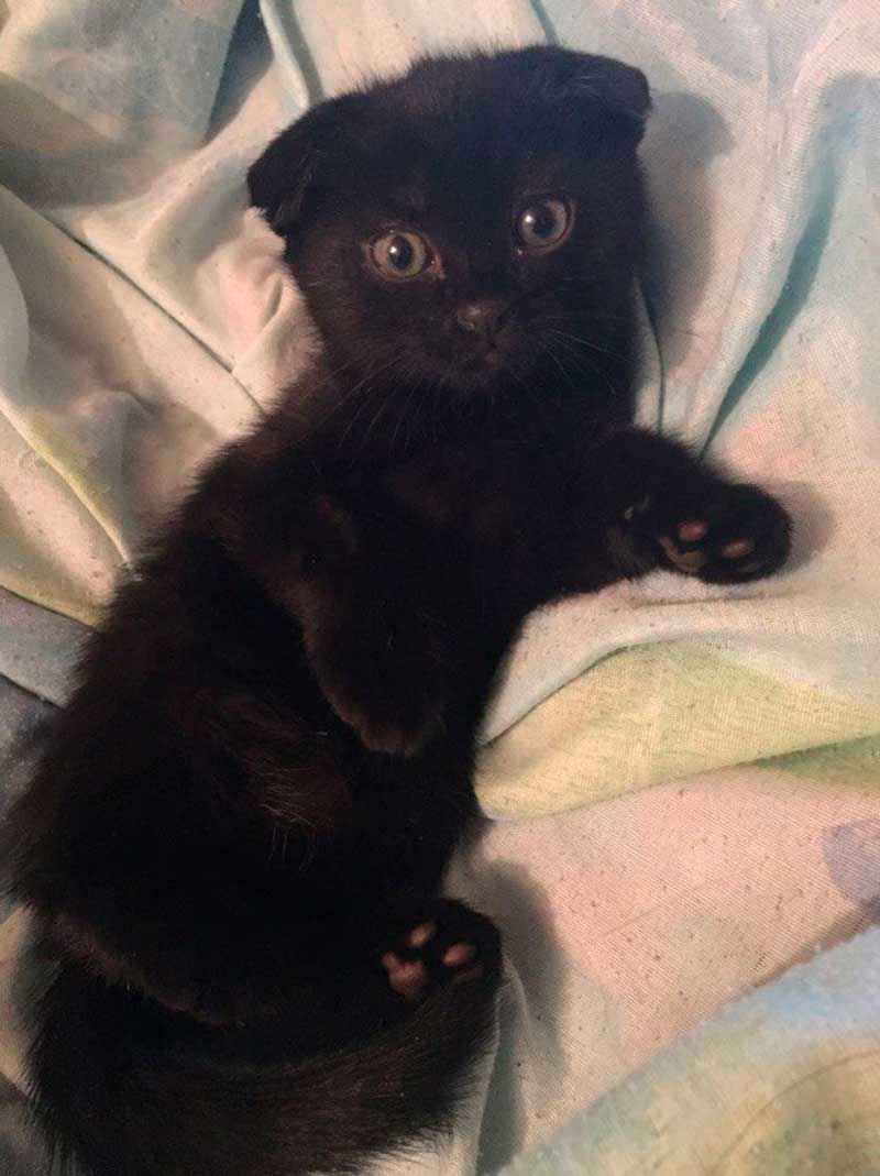 ТОП 11 пород кошек с чёрным окрасом — список, характеристика и фото