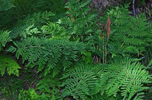 Флора Кавказа — список, характеристика и фото