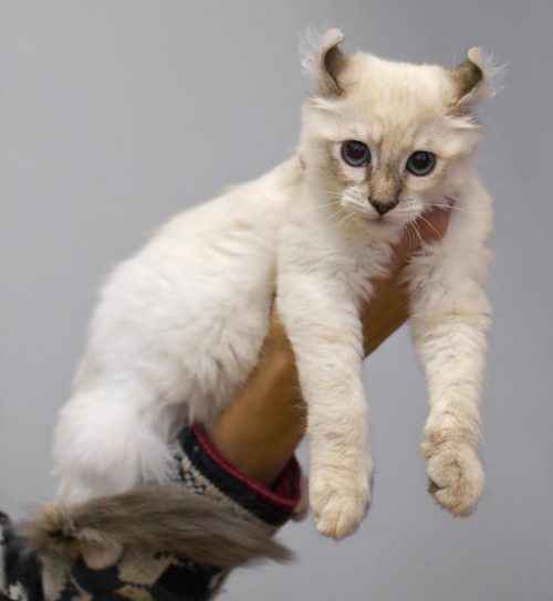 ТОП 10 пород кошек с белым окрасом — список, характеристика и фото
