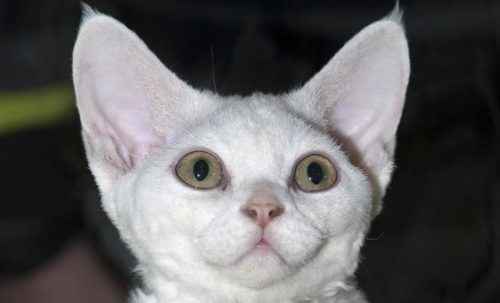 ТОП 10 пород кошек с белым окрасом — список, характеристика и фото