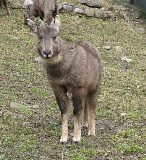 Животный мир Дальнего Востока России - список, характеристика и фото